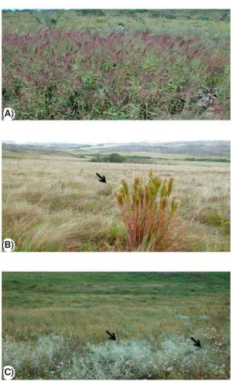Figura 1 - Início de invasão do campo rupestre por espécies de gramíneas exóticas, nativas e espécies herbáceas a partir da rodovia MG 10