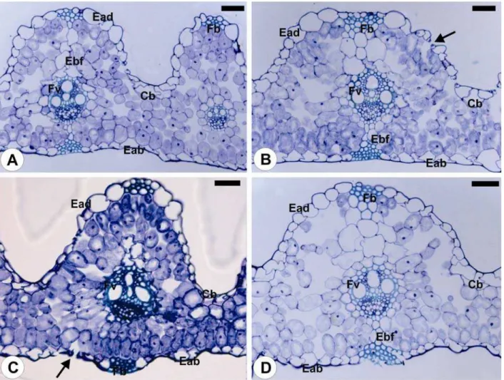 Figura 1 - Cortes transversais da folha dos biótipos de azevém (Lolium multiflorum) suscetível (SVA 2 (A)) e resistente (SVA 1 (B), SVA 4 (C) e PFU 5 (D)) ao herbicida glyphosate.