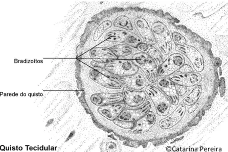 Figura 2: Ilustração de um quisto tecidular contendo bradizoítos de T. gondii em tecido nervoso