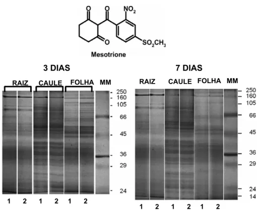 Figura 1 - Eletroforeses de proteínas em gel de poliacrilamida 12% SDS-PAGE obtidos de extratos proteicos do citoplasma em células de raiz, caule e folhas de milho aos três e sete dias após os tratamentos (com e sem herbicida).