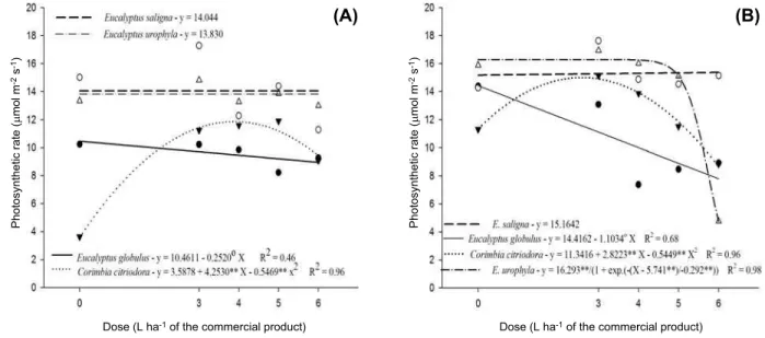 Figure 2 - Photosynthetic rate in seedlings of four species of eucalyptus transplanted 30 days after applying the commercial mixture 2,4-D + picloram (240 + 64 g L -1 ), at 15 (A) and 40 (B) days after transplantation.