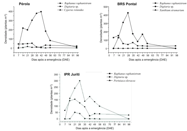 Figura 2 - Densidade das principais plantas daninhas infestantes (plantas m -2 ) ao final dos períodos de convivência, para os cultivares de feijao Pérola, BRS Pontal e IPR Juriti.