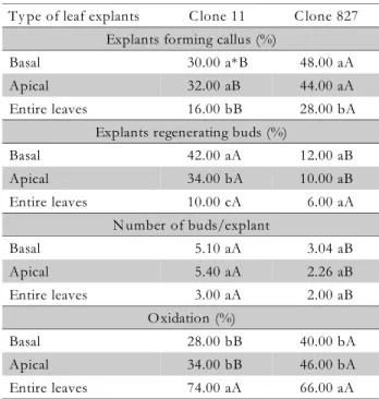Table 3 – Callus induction and organogenesis of buds in leaf explants of clones 11 and 827 of E