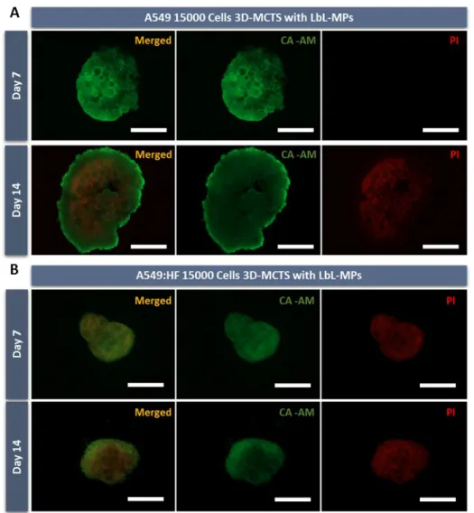 Figure 4. Fluorescence microscopy micrographs of 3D-MCTS Live/Dead staining. (A) A549 single cell-type 3D spheroids and (B) dual co-culture spheroids (A549:HF), assembled in bioinstructive LbL-MPs (0.025 mg)