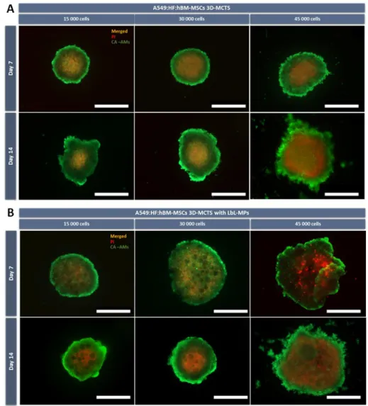 Figure 5.  Fluorescence microscopy micrographs of tri-coculture 3D-MCTS Live/Dead staining