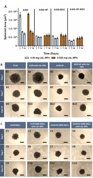 Figure 6. Size variation of heterotypic 3D spheroids over time. (A) Area analysis of 3D-MCTS formed with 30 000 cells and assembled with different cell populations