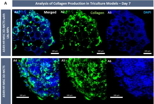 Figure 8. CLSM micrographs of tri-coculture spheroids at 7 days of culture. (A) 3D spheroids assembled with and without bioinstructive HyA MPs presented collagen deposition