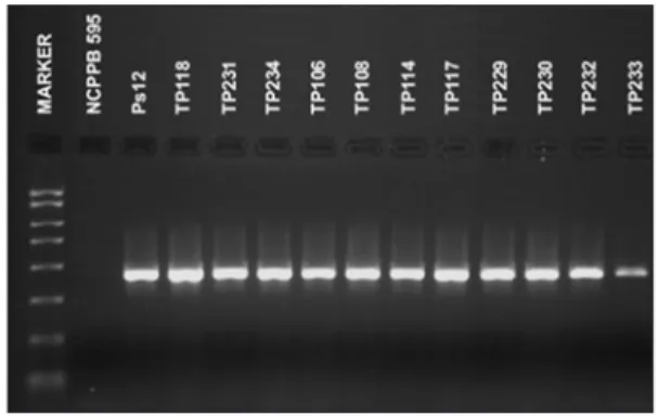 Figure 2 – View of bacteria colonies from the bean cultivar Oplenac  on MT medium, dilutions 10 –3 .