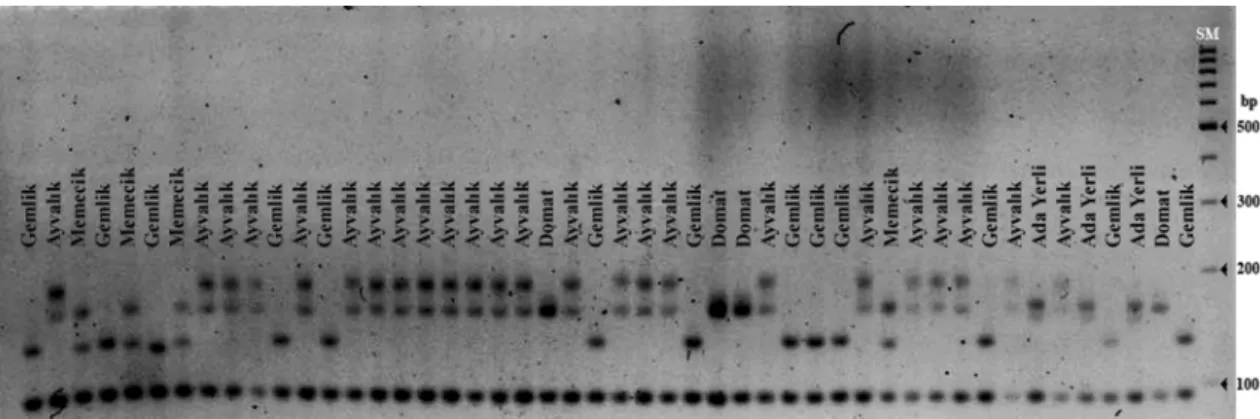 Table 2 – List of SSR primers and number of their polymorphic alleles.