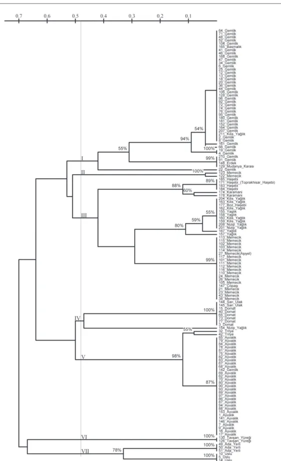 Figure  3  –  UPGMA  dendrogram  showing  the  estimated  genetic  relationships  among  135  olive  genotypes