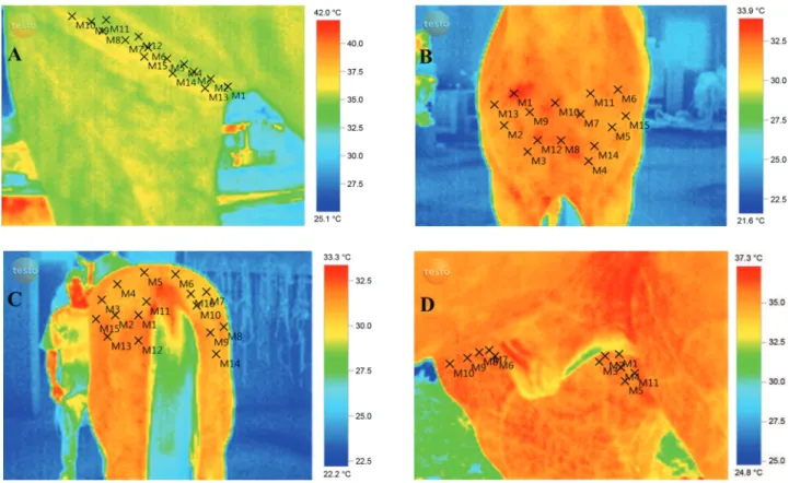 Figure 1 – Views of body parts on a horse thermal image and the Ts points registered: A) armpit; B) breast; C) croup; D) groin.