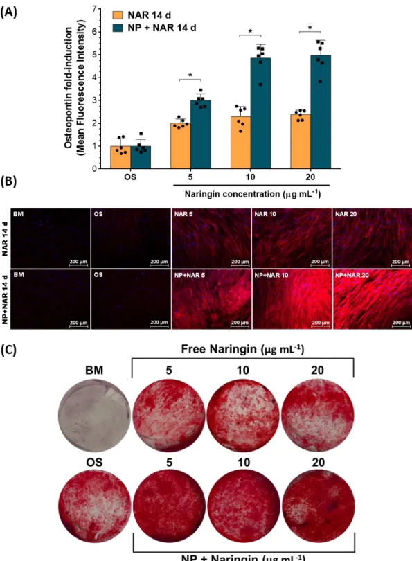 Figure 6.  Naringin-induced osteogenic differentiation and mineralization in hASCs.  (A, B) OPN expression in hASCs at 14 days, after incubation with BM and OS-Dex medium (control groups), and with free Naringin, or different Naringin-loaded nanomicelle do