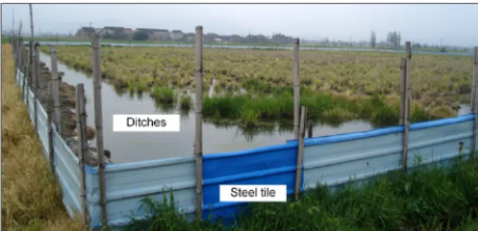 Figure 1 – The fences designed to enclose Chinese soft-shelled turtle  Pelodiscus sinensis in the field with wild rice Zizania latifolia.