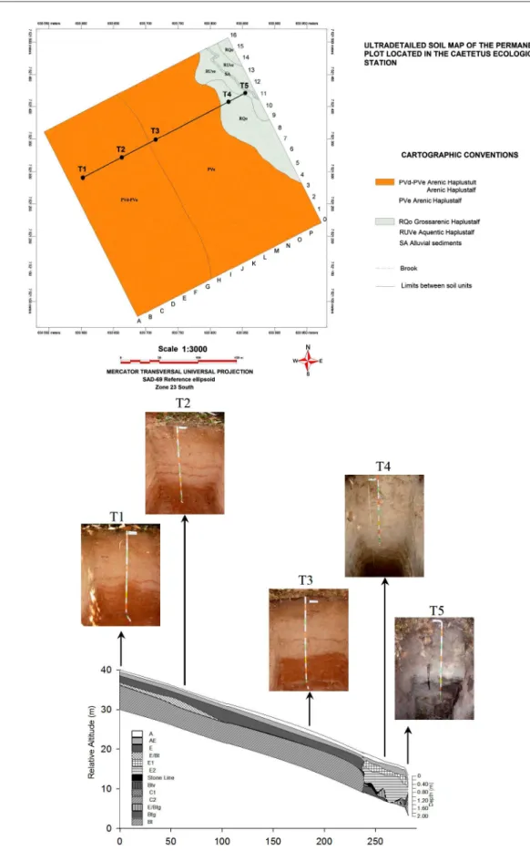 Figure 1 – Soils map of the permanent plot of the Caetetus Ecological Station (Gália - SP, Brazil), with localization of the transect and photography  from each profile.