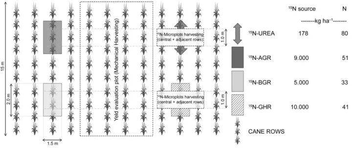 Figure 1 –  15 N-microplot design and amount of  15 N sources employed in field trials.