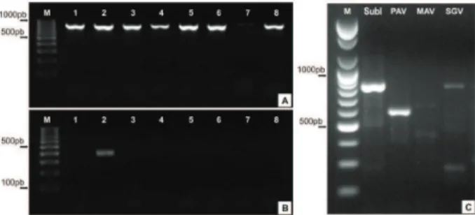 Figure 3 – Hinf I digestion patterns of RT-PCR fragments, amplifi ed  with Shu-F and Yan-R (~830 bp), including the coat protein gene  of two BYDV- PAV isolates