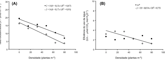 Figura 3  - Taxa fotossintética - A (A) e eficiência no uso da água - UA (B) de biótipos suscetíveis (•) e resistentes (ο) de C