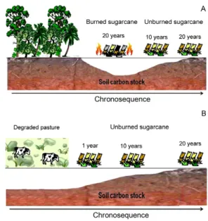 Figure  1  –  Examples  of  chronosequences  of  A)  native  vegetation  converted into burned sugarcane, which is replaced by unburned  sugarcane  and  B)  degraded  pasture  converted  into  unburned  sugarcane.