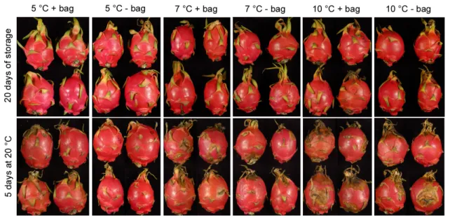 Figure 1 – Pitaya fruit stored at 5, 7, or 10 ºC with and without perforated plastic bags for 20 days (top row) and later transferred to shelf-life at  20 ºC without bags for five days (bottom row).