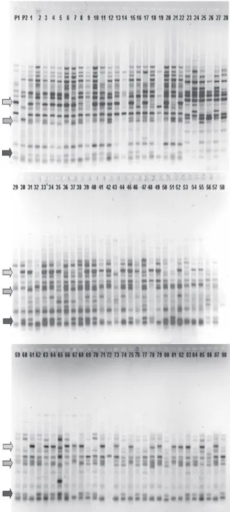 Figure 1 – RAPD amplification using primer OPK16.