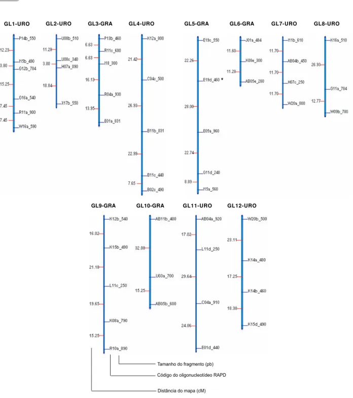 Figure 2 – Genetic map of Eucalyptus developed using RAPD data with 90 hybrids between Eucalyptus grandis and Eucalyptus urophylla with LOD = 3 e r = 0,40 and Kosambi map function