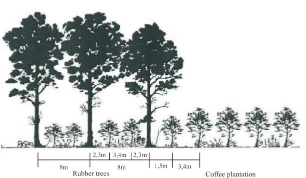 Figure 1 – Cross-section of the experimental field showing the arrangement of rubber trees and coffee plants.