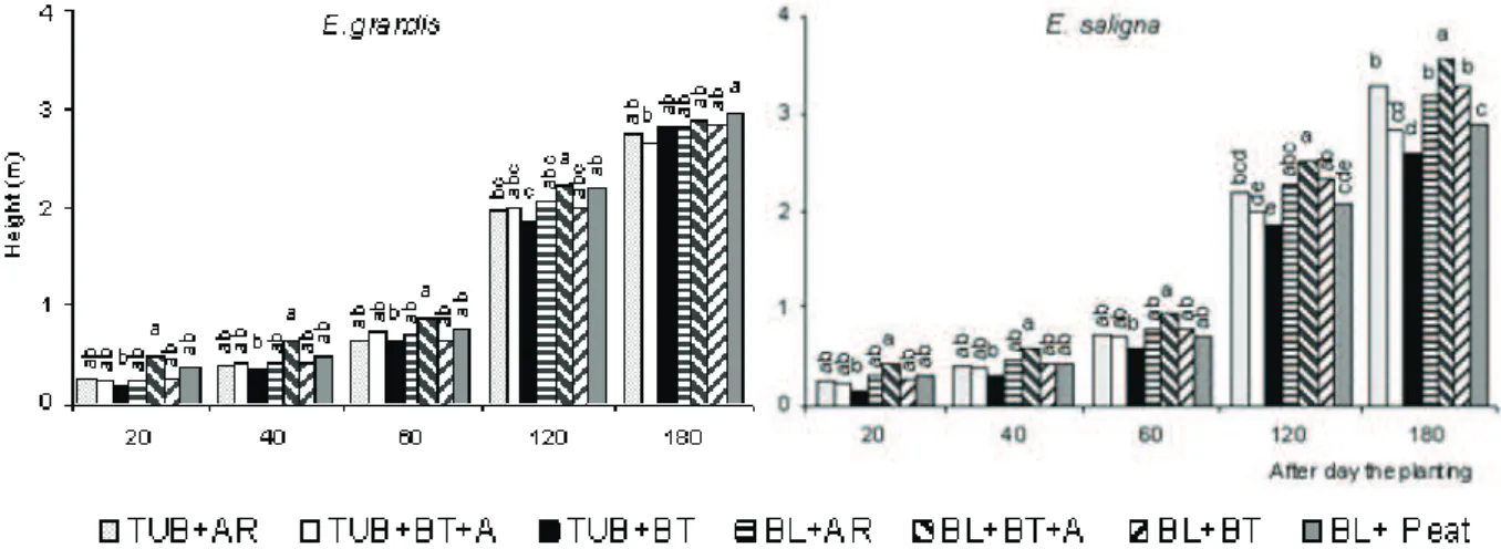 Figure 1 – Height of eucalyptus plants, at different times after planting, originated from stecklings produced in different containers and substrates