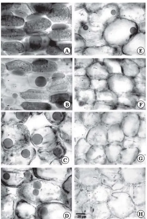 Figure 1 – Cross sections of Caesalpinia peltophoroides  cotyledons submitted to the test with sudan III to identify total lipids T0 (A); T5 (B); T10 (C); T15 (D); T20 (E); T25 (F); T30 (G); T35 (H).