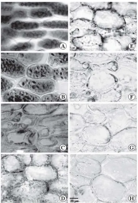 Figure 2 – Cross sections of Caesalpinia peltophoroides  cotyledons submitted to the test with xylidine Ponceau to identify total proteins T0 (A); T5 (B); T10 (C); T15 (D); T20 (E); T25 (F); T30 (G); T35 (H).