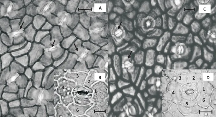 Table 2 – Stomatal density (S D ), stomatal size (S S ), leaf thickness, specific leaf area (SLA) and sclerophyll index (S I ) in leaves developed under shade and sunny conditions (mean ± standard deviation).