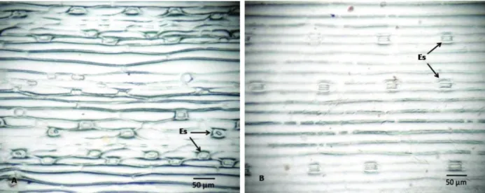 Figura 1 - Impressões foliares, destacando em vista frontal a epiderme e os estômatos (Es) de folhas de azevém (Lolium multiflorum).