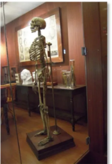 Figura  15.  Esqueleto  articulado  numa  representação  de  um  gabinete  de  naturalista  na  exposição  “Colecções  de  Naturalista” no MNHNC