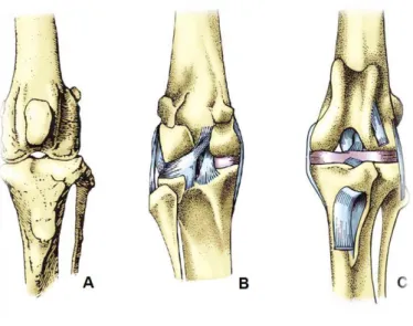 Figura 1: Bases ósseas da articulação do joelho. (A) vista cranial; (B) vista caudal; (C) vista cranial com  a patela removida