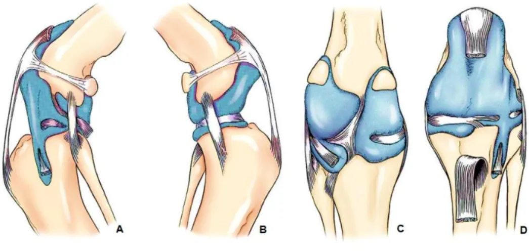 Figura 2: Cápsula articular do joelho. (A) Vista lateral; (B) vista medial; (C) vista caudal; (D) vista cranial