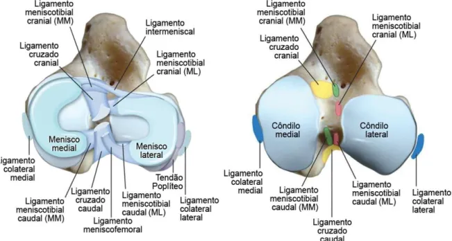 Figura 4: Meniscos e ligamentos (Menisco Medial (MM) e Menisco Lateral (ML)). Adaptada de (Tobias 