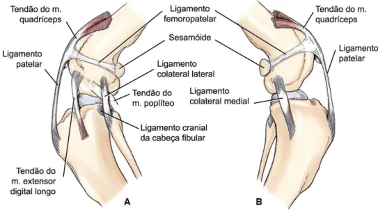 Figura 5: Ligamentos do Joelho. (A) vista lateral; (B) vista medial. Adaptada de (Evans &amp; De Lahunta,  2013b)