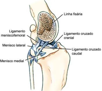 Figura 6: Ligamentos do joelho: ligamentos cruzados (vista medial). Adaptada de (Evans &amp; De Lahunta,  2013b)