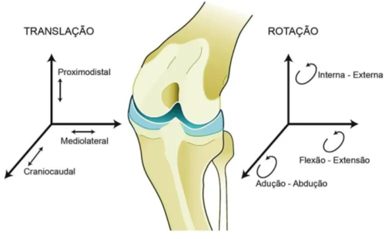 Figura  9:  Representação  esquemática  dos  músculos  que  influenciam  a  articulação  do  joelho  –  quadríceps, gastrocnémio e grupo flexor do joelho