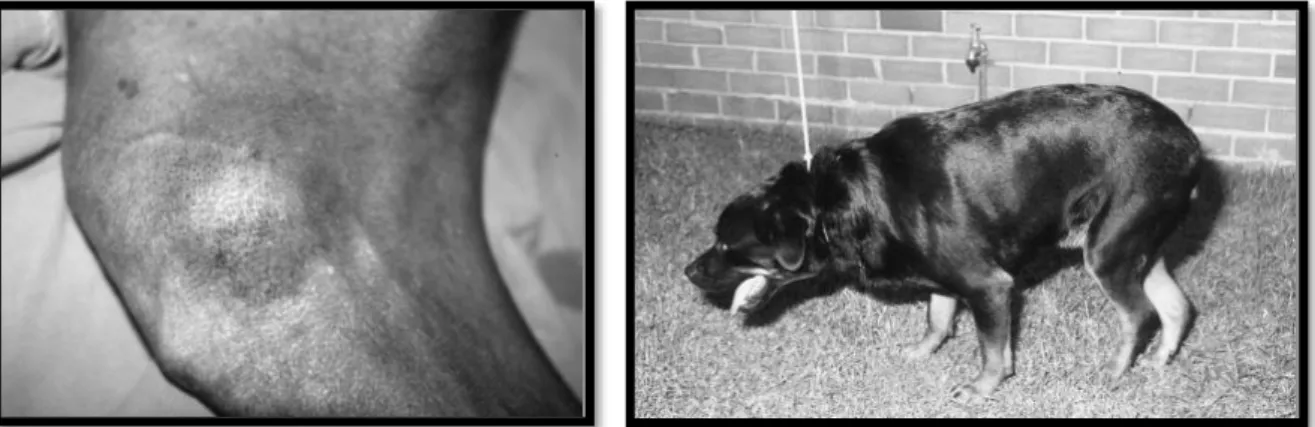Figura  15:  Fotografias  de  animais  com  rutura  do  LCCr.  À  esquerda,  fotografia  do  aspeto  medial  do  joelho direito, evidenciando fibrose periarticular, típico de ruturas do LCCr crónicas; à direita, fotografia  de animal com claudicação bilate