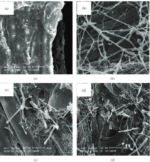 Figure 2: Scanning electron microscopy images of rubberwood pretreated with C. subvermispora