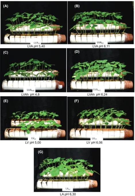 Figura 2 - Sintomas de intoxicação em plantas de pepino cultivadas em solos, tratados com ametryn, em função das profundidades das colunas e simulação de chuva de 60 mm