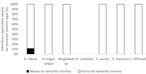 Figura 6 – Percentagem de indivíduos capturados abaixo do tamanho mínimo permitido por lei