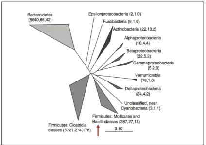 Figure 4. Phylogenetic tree of human intestinal 16S rRNA sequences  (adapted  from  264)