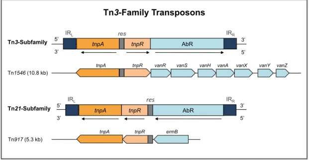 Figure  9.    General  organization  of  Tn3-family  transposons.  Both  prototype  Tn3  and  Tn21  subfamilies  are  represented