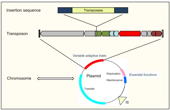 Figure 11. Hierarchal composition of MGEs. Transposons may be inserted into a dispersive element such  as a conjugative plasmid, which in turn can integrate into, or exchange DNA with the chromosome