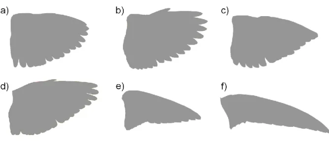 Fig. 1 – Examples of increasing wing shape pointedness in small birds, using the wing outline of a) Dunnock Prunella modularis,  b) Blackcap Sylvia atricapilla, c) Siskin Carduelis spinus, d) Wheatear Oenanthe oenanthe, e) Sand Martin Riparia riparia and f