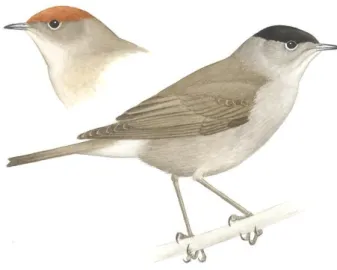 Fig. 3 – Blackcap Sylvia atricapilla L., 1758. Male (on the front) and female (Marcos Oliveira)