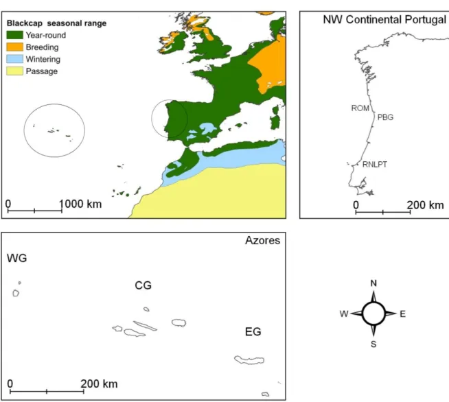 Fig. 4 – Geographic placement of continental Portugal and the Azores archipelago in Southwestern Europe, with information on  the phenology of Blackcap populations in this region