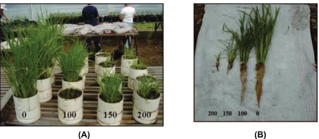 Figura 5 - Efeito da atividade residual da mistura dos herbicidas imazethapyr + imazapic, aplicados nas doses de 0, 100, 150 e 200 g ha -1 , no crescimento do sistema aéreo (A) e aéreo/radical (B), das plantas de arroz cultivar IRGA 417, semeado em rotação