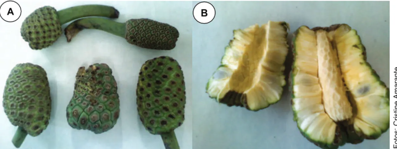 Figura 4 - A: infrutescência e sementes em seção transversal. B: